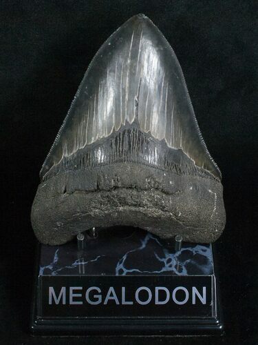 Sharply Serrated Megalodon Tooth #5193